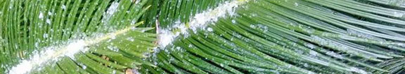 Sago palm with ice