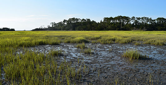 201608uf-marshes.jpg