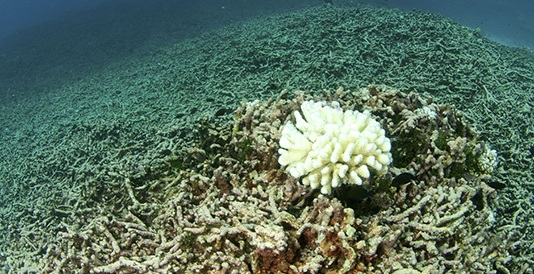201701um-coral.png