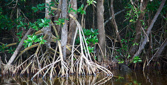201804fiu-mangroves.jpg